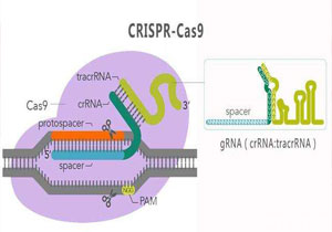 CRISPRCas9基因敲除