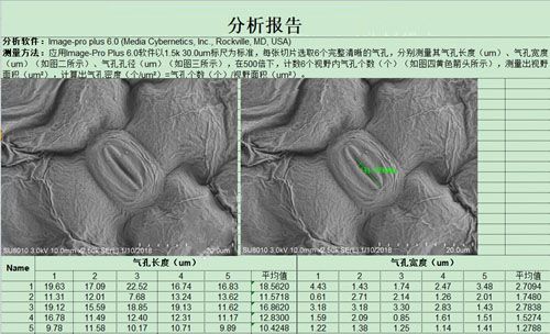 电镜测量分析