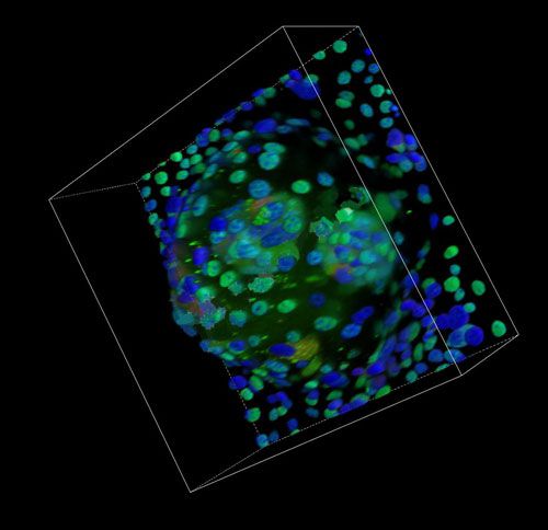 激光共聚焦3D成像