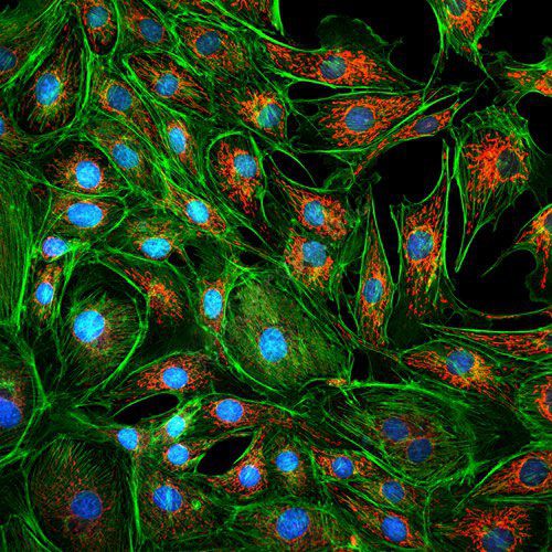 激光共聚焦拍照