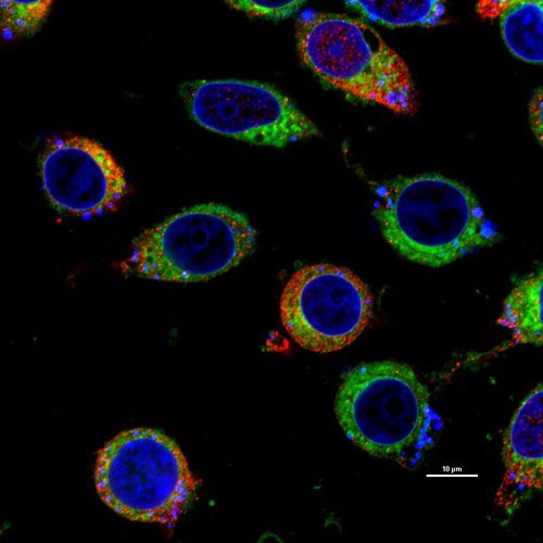 激光共聚焦拍照