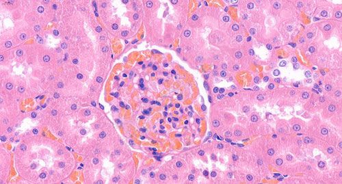 800倍放大多层精细扫描