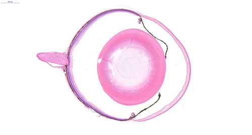 普通切片扫描（白光）