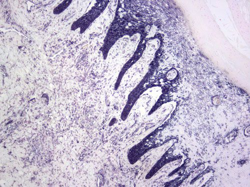 原位杂交（BCIP/NBT）