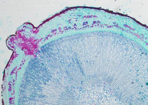 植物硬组织切片番红固绿染色