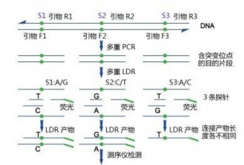 miRNA引物设计合成