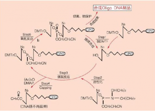 引物设计合成