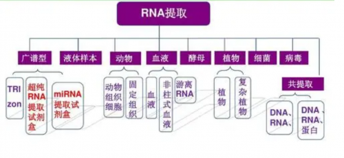 RNA提取