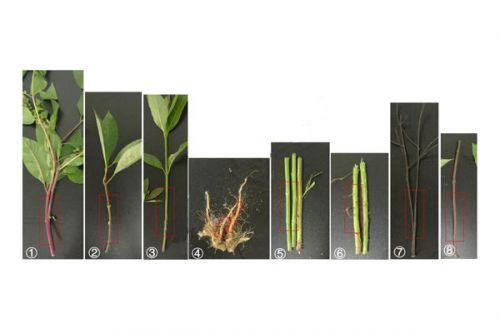 植物标本软化（普通根茎）
